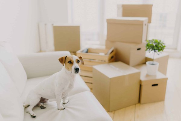 Can You Enhance the Comfort of an Audi A6 with Adaptive Air Suspension Calibration?