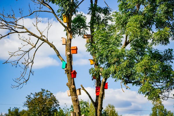 How to choose the perfect birdhouse for native species in your area?